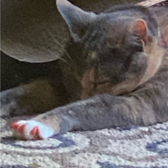 39 glitter green and 40 glitter red Large Purrdy paws nail caps - Picture 8 of 10